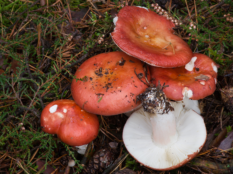 Russula paludosa